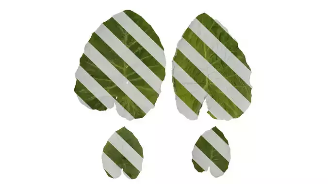 Anydrafts Colocasia gigantea Leaf 03