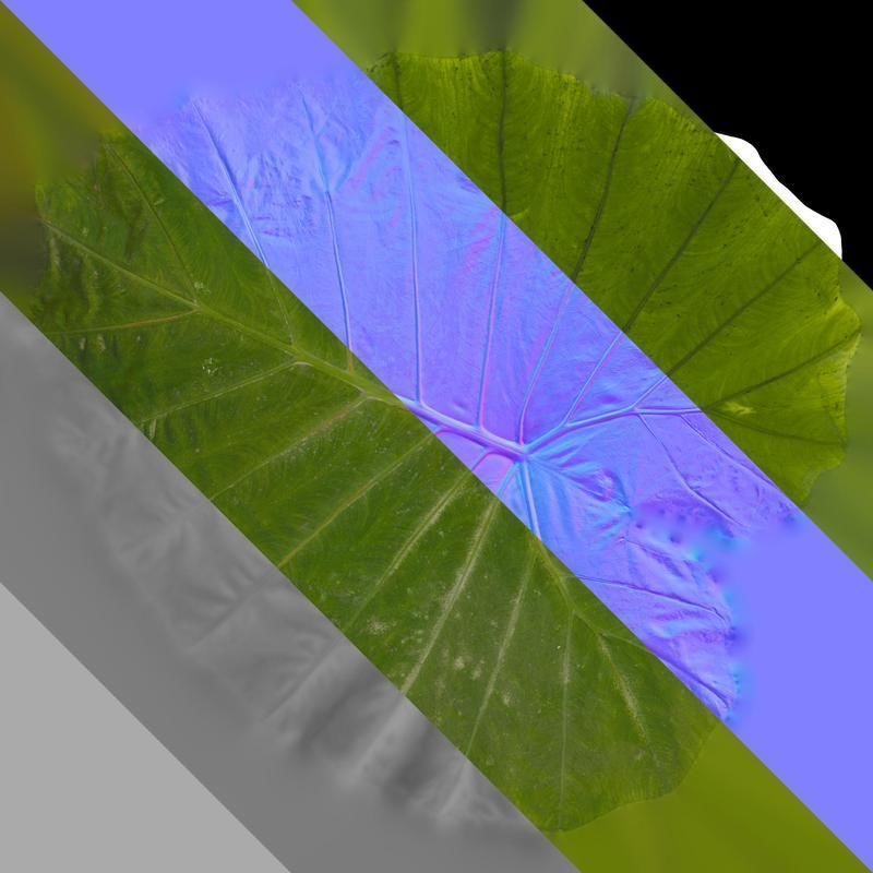 Anydrafts Colocasia gigantea Leaf 04 Texture_8