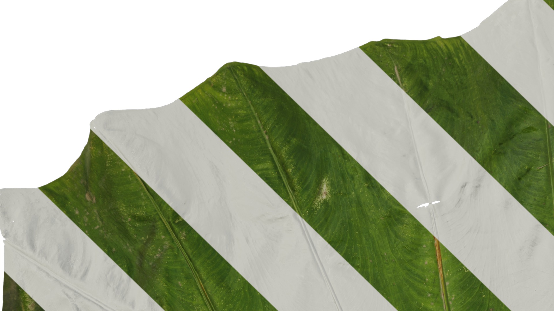 Anydrafts Colocasia gigantea Leaf 04 Texture_1