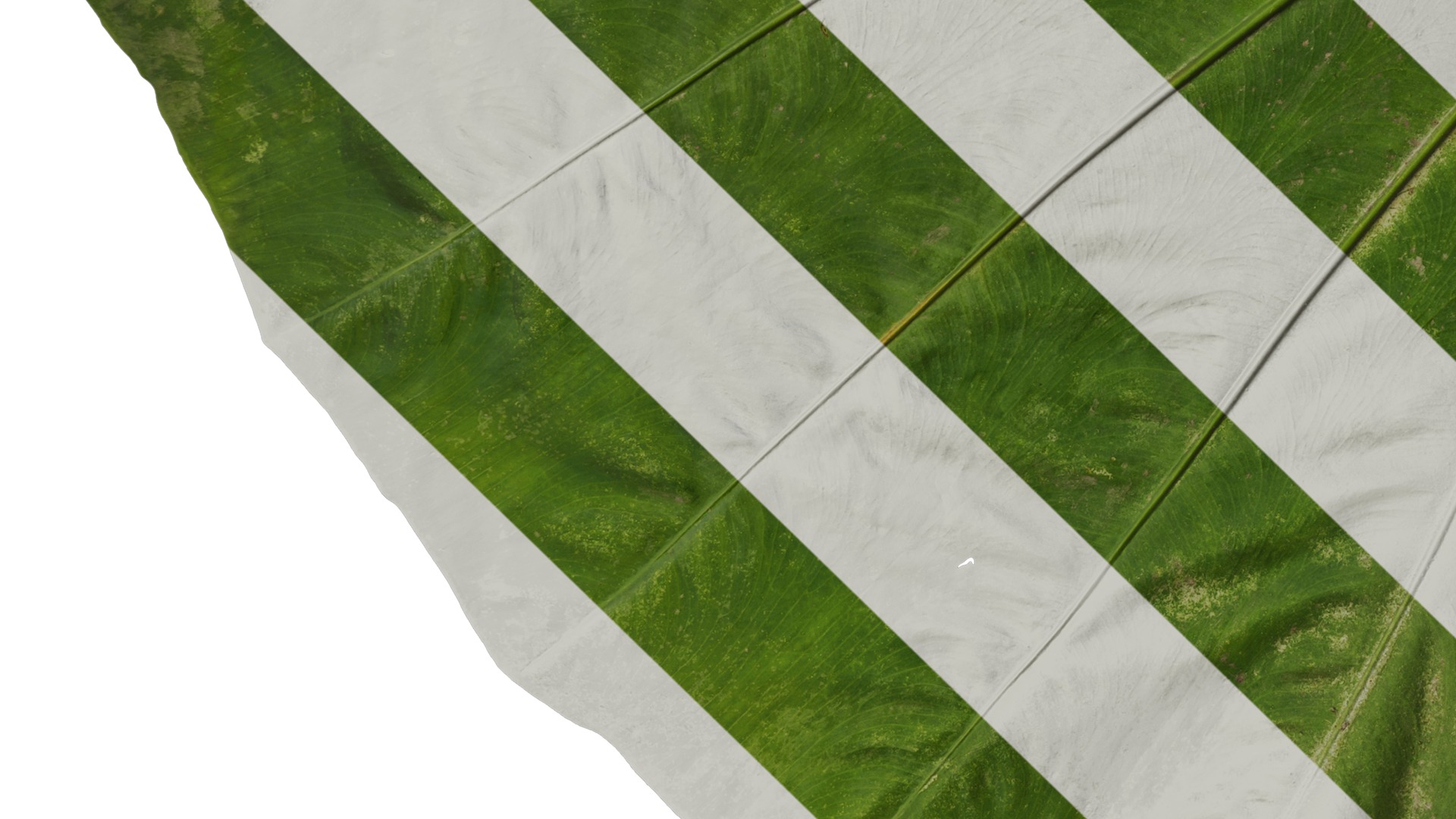 Anydrafts Colocasia gigantea Leaf 04 Texture_5