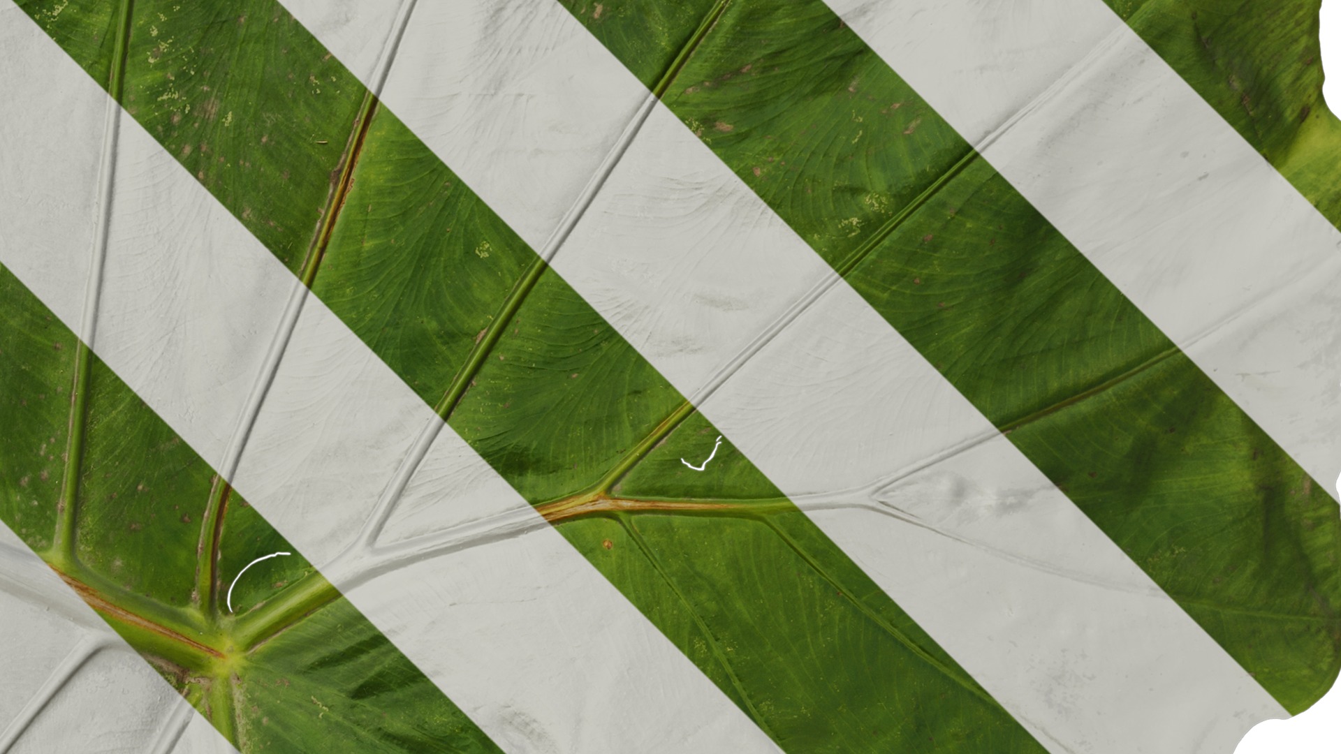 Anydrafts Colocasia gigantea Leaf 04 Texture_4