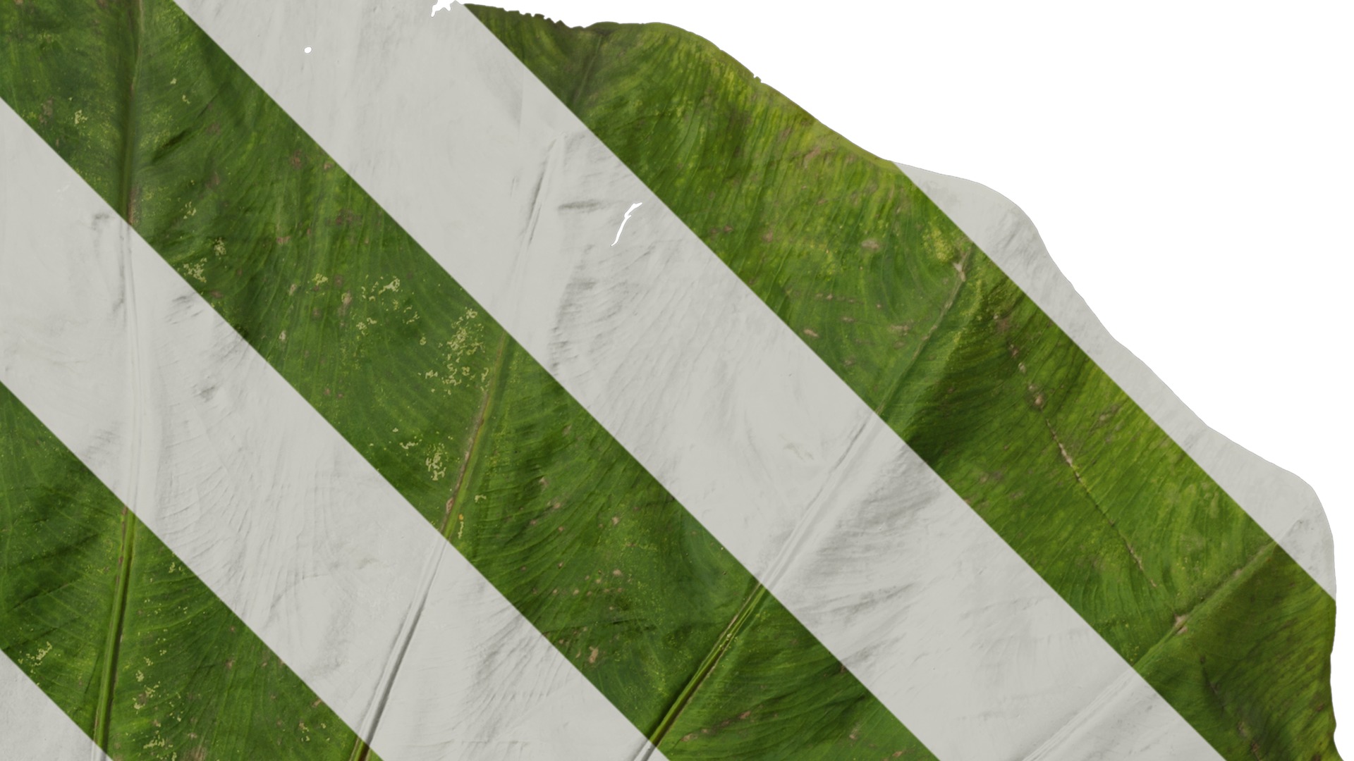 Anydrafts Colocasia gigantea Leaf 04 Texture_2