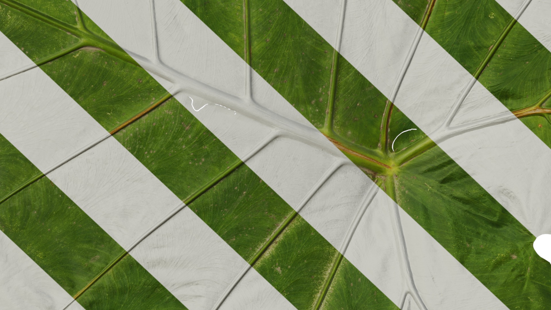 Anydrafts Colocasia gigantea Leaf 04 Texture_7