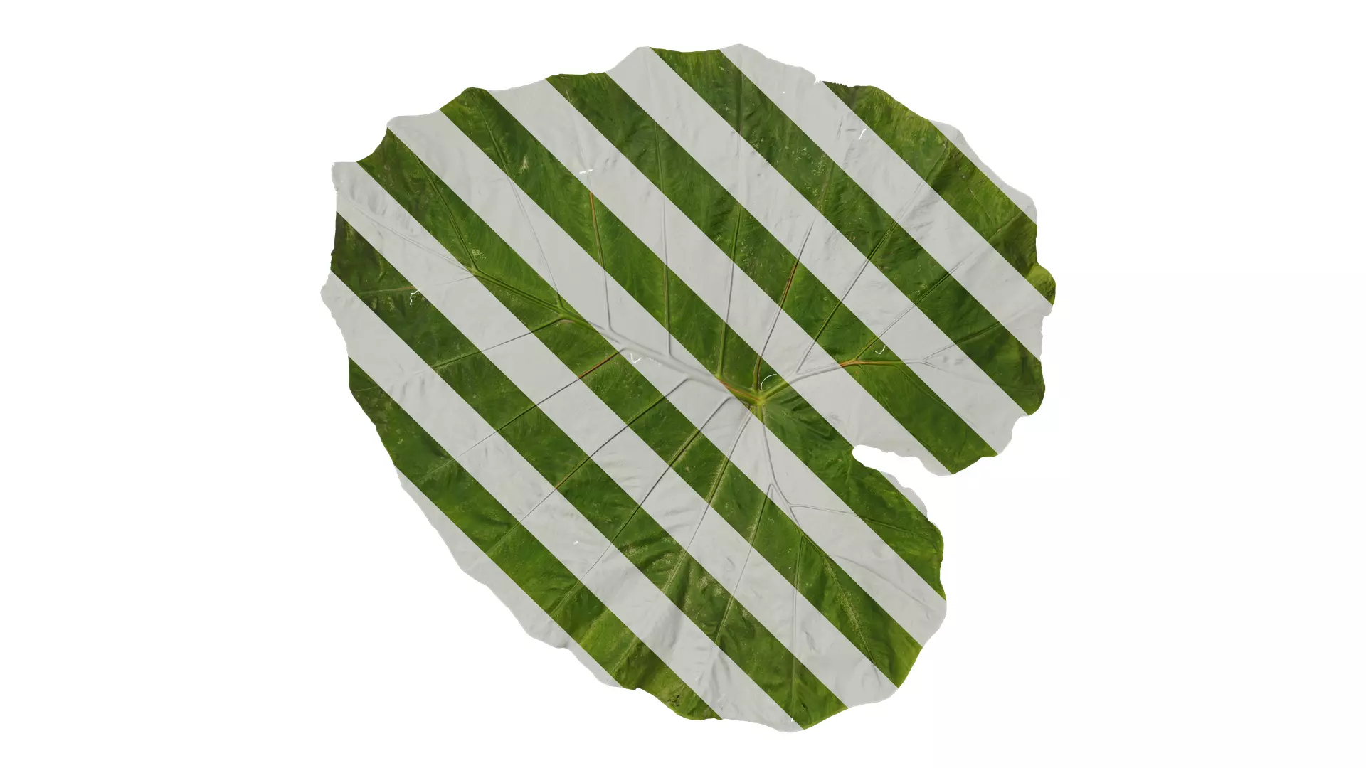 Anydrafts Colocasia gigantea Leaf 04 Texture_0