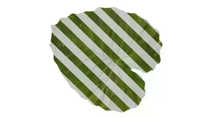 Anydrafts Colocasia gigantea Leaf 04