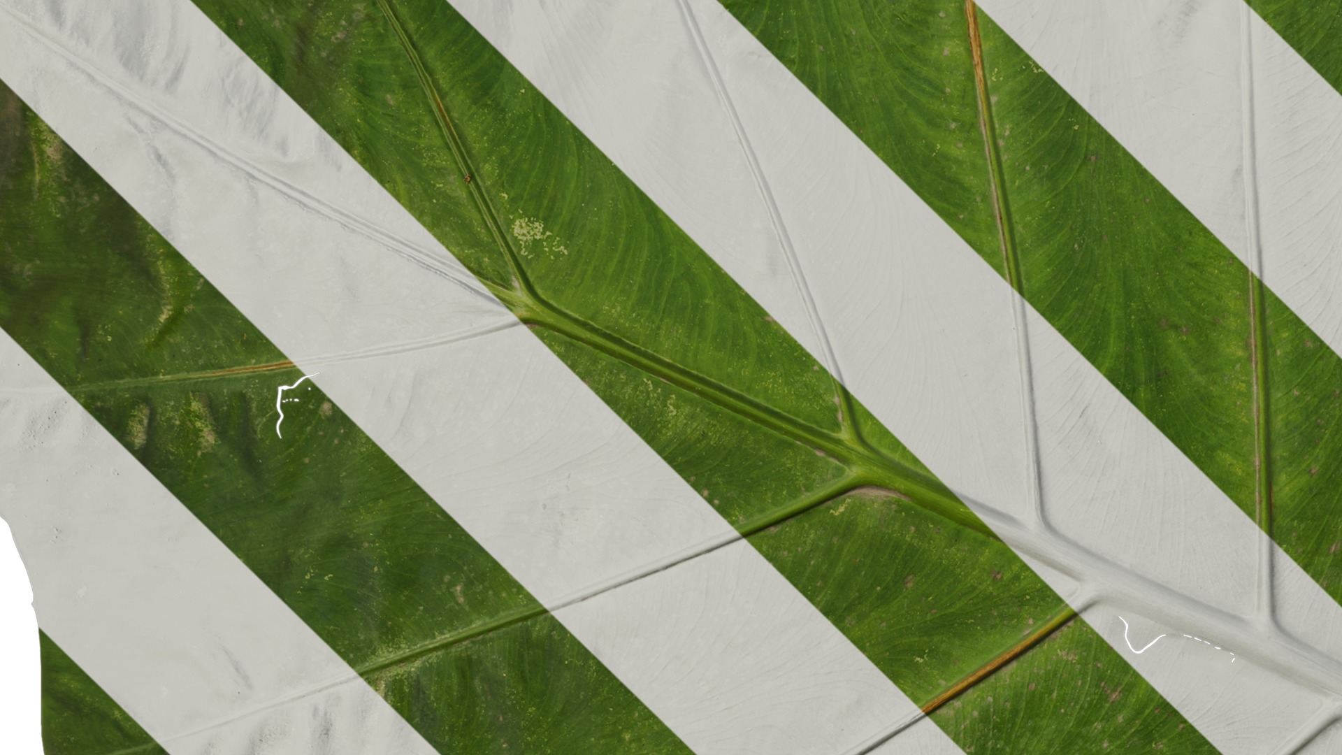 Anydrafts Colocasia gigantea Leaf 04 Texture_3