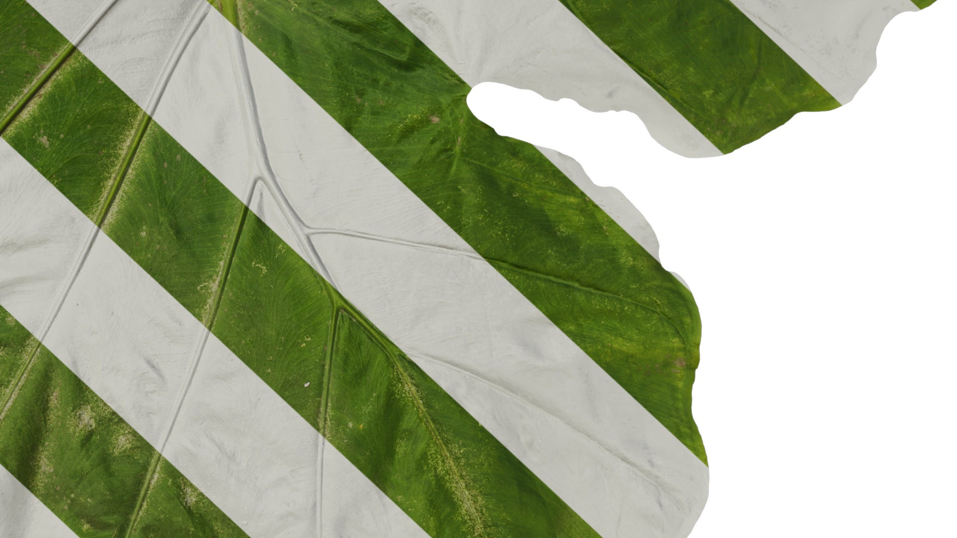 Anydrafts Colocasia gigantea Leaf 04 Texture_6