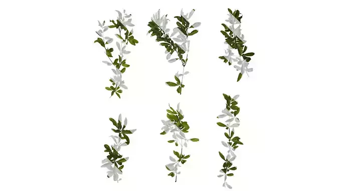 Anydrafts Punica granatum Atlas 14