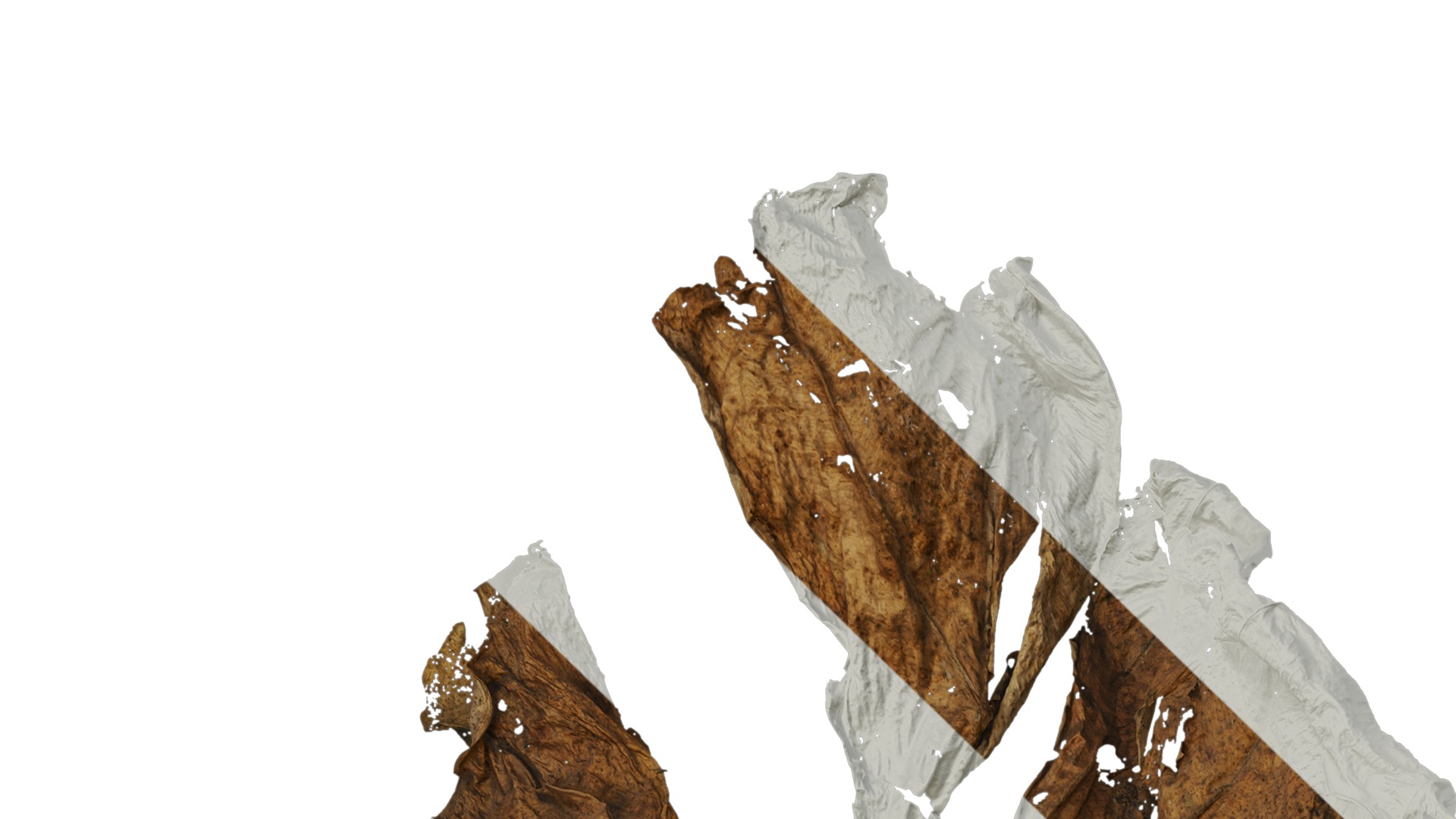 Anydrafts Colocasia gigantea Leaf 06 Texture_1