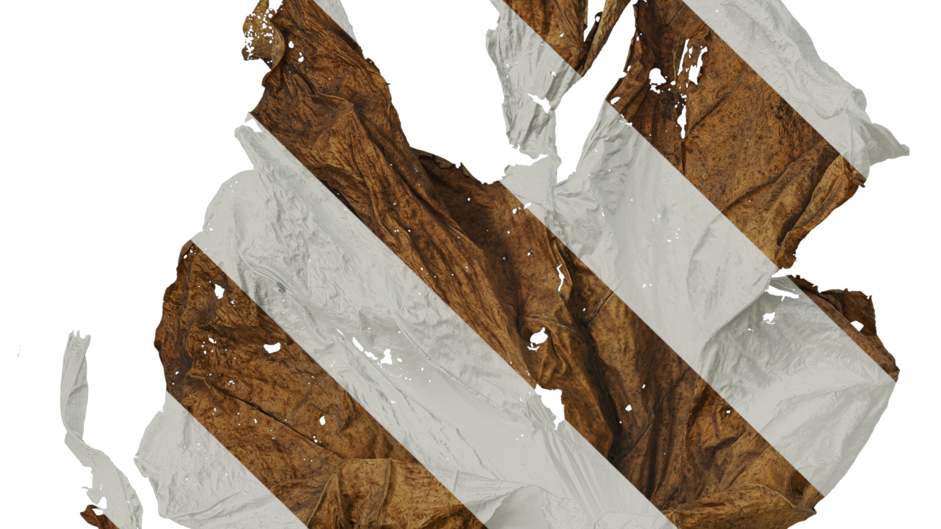 Anydrafts Colocasia gigantea Leaf 06 Texture_3