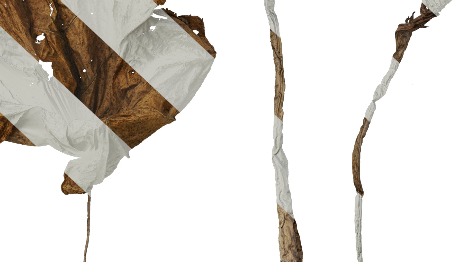 Anydrafts Colocasia gigantea Leaf 06 Texture_7