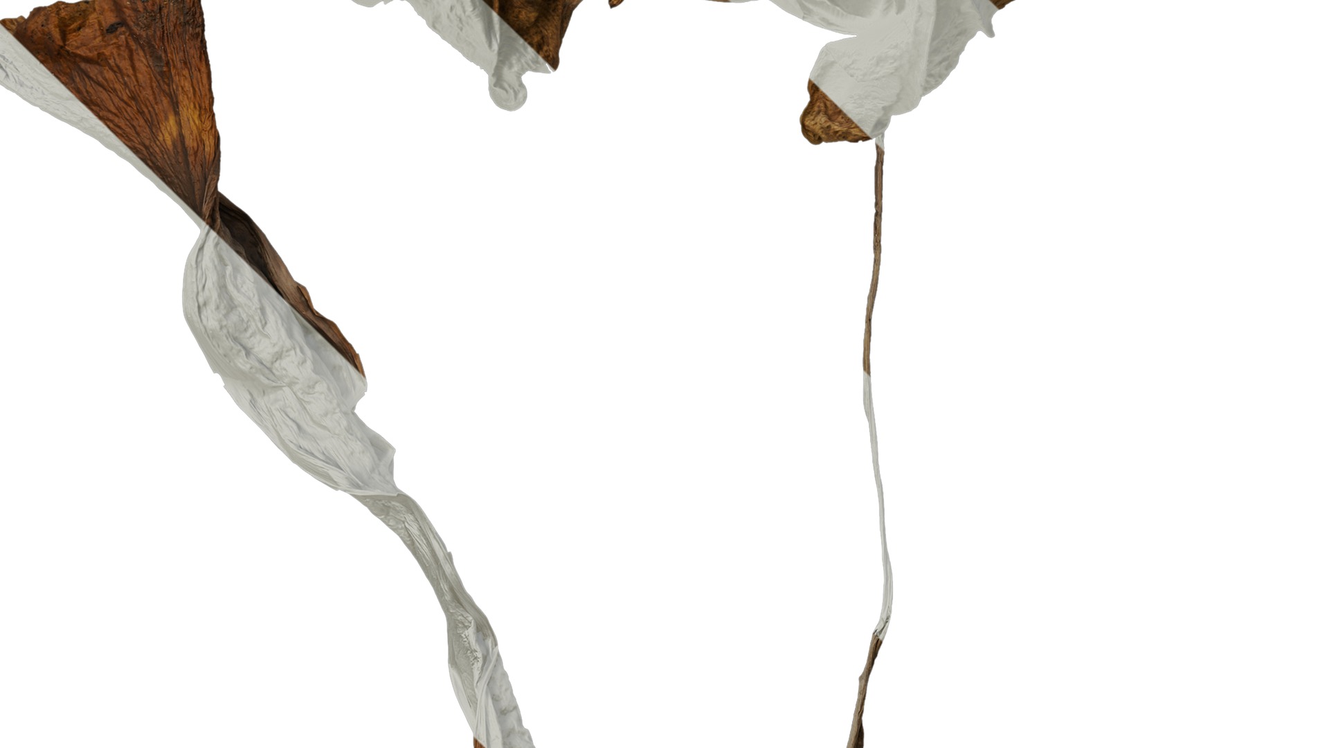 Anydrafts Colocasia gigantea Leaf 06 Texture_5