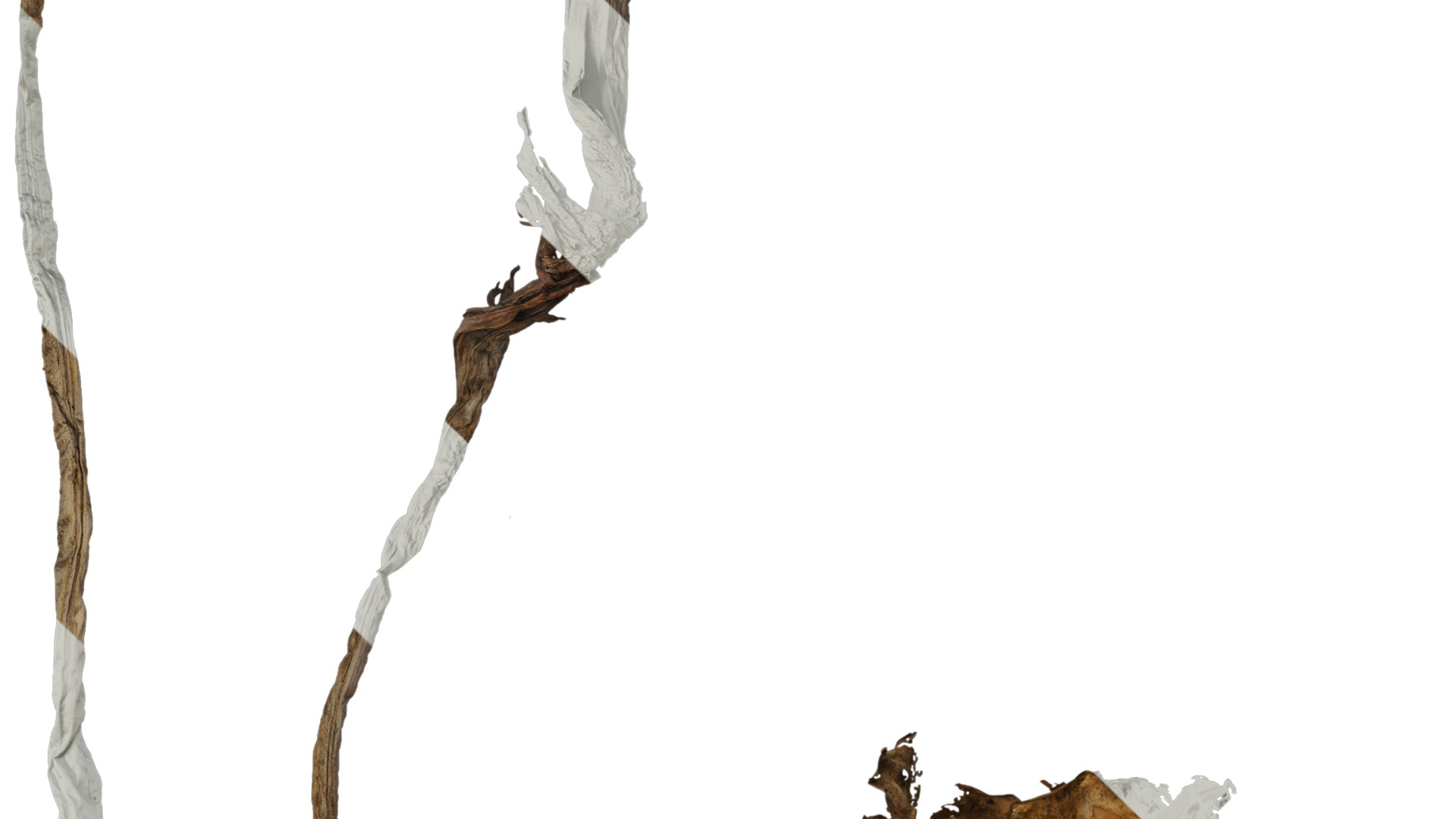 Anydrafts Colocasia gigantea Leaf 06 Texture_4