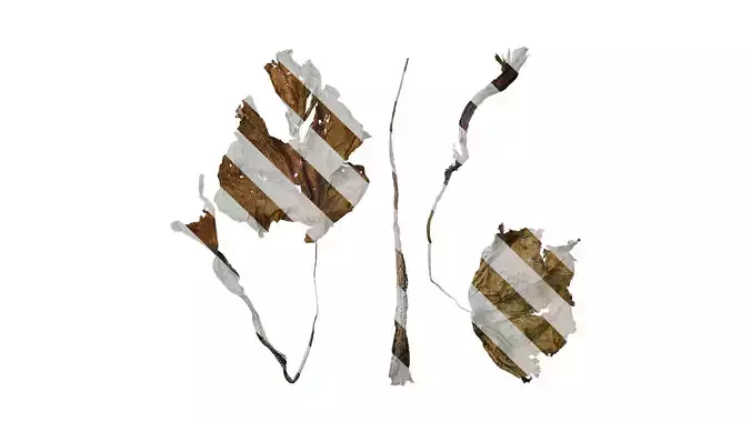 Anydrafts Colocasia gigantea Leaf 06