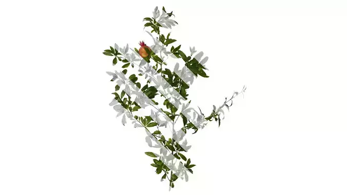 Anydrafts Punica granatum Atlas 16