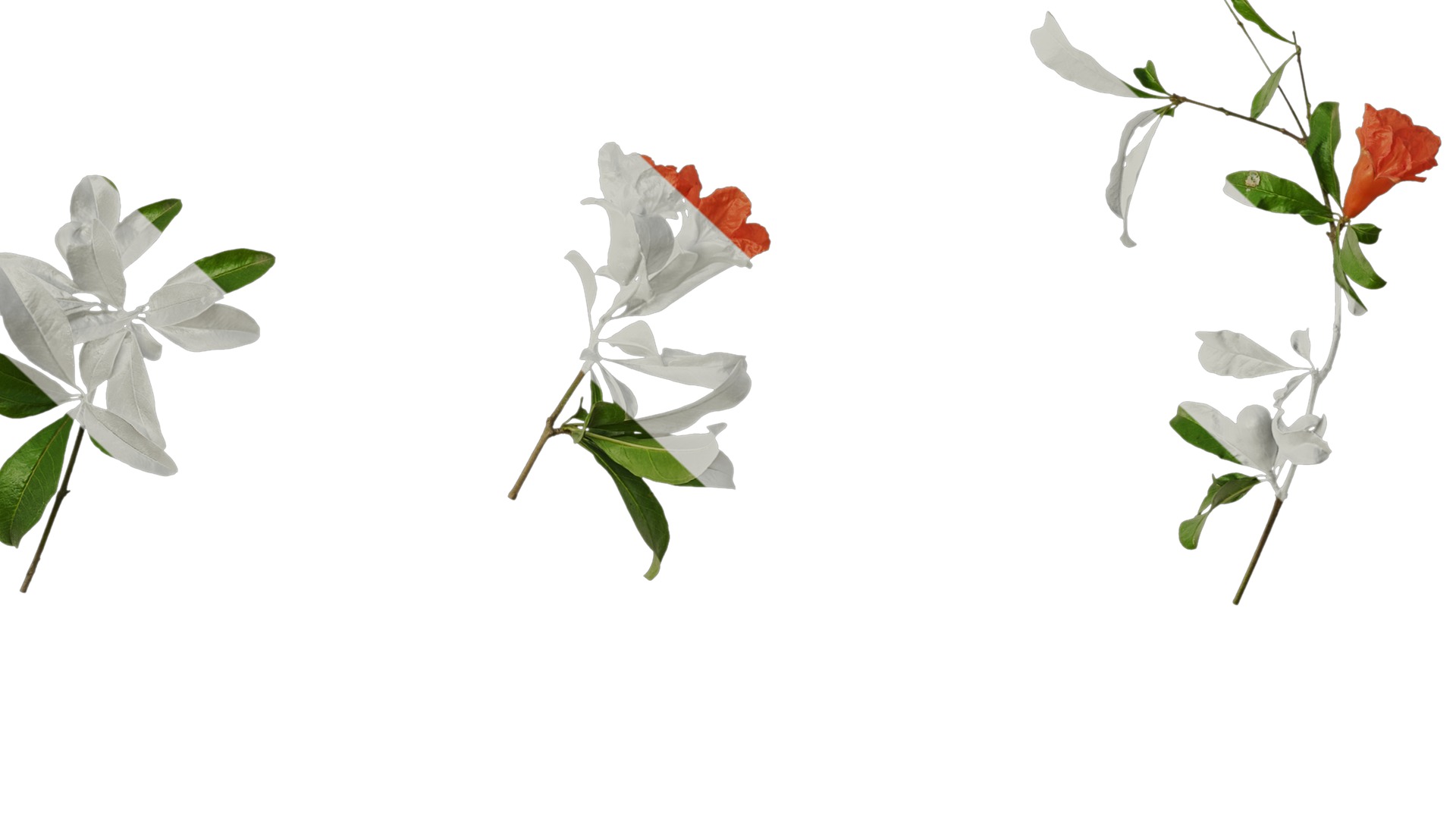 Anydrafts Punica granatum Atlas 19 Texture_7