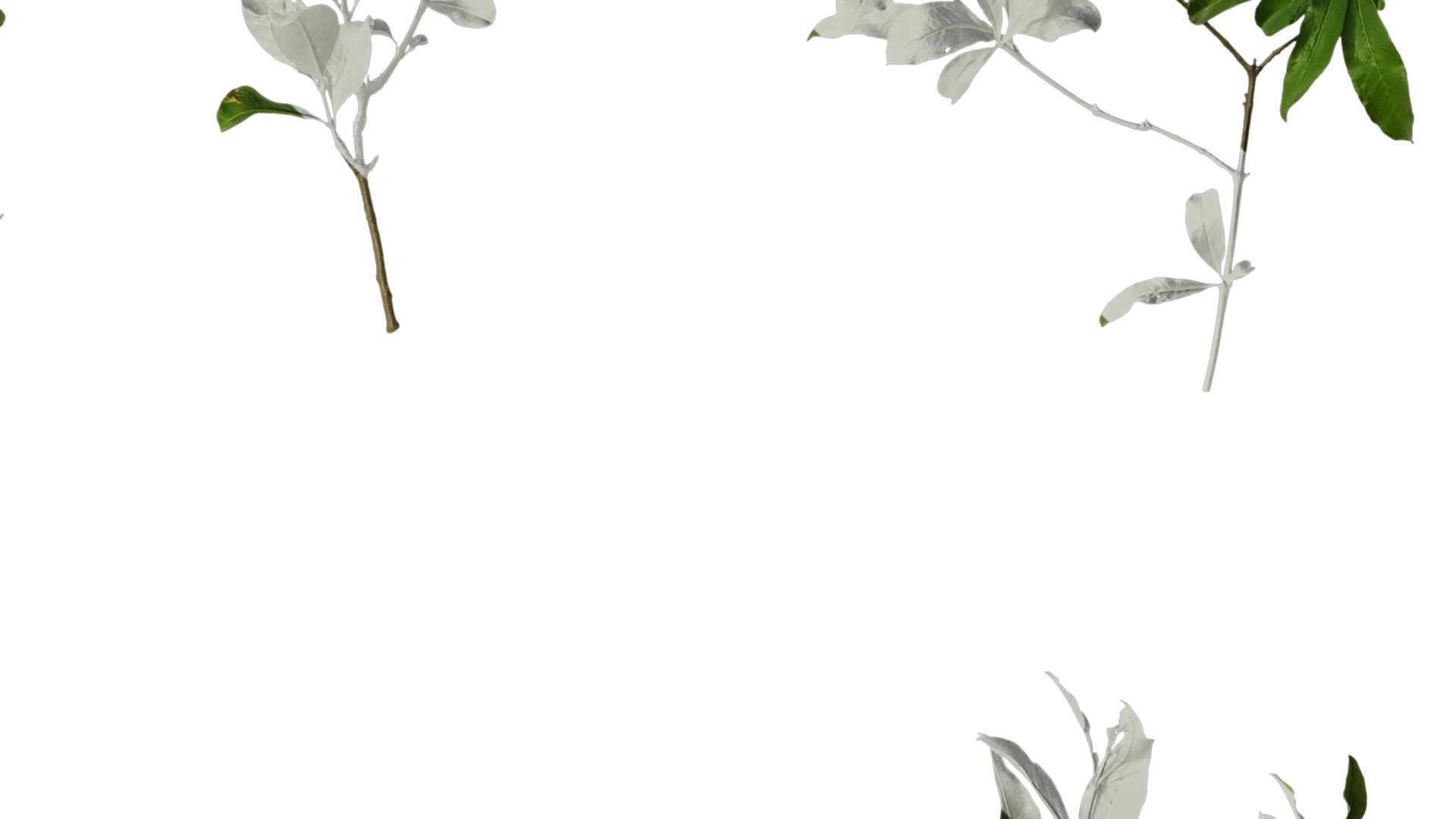 Anydrafts Punica granatum Atlas 19 Texture_2