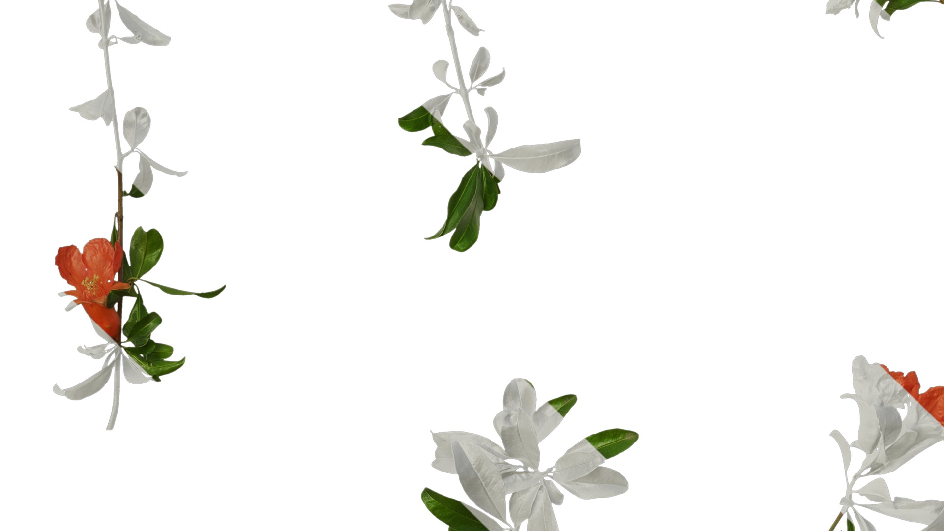 Anydrafts Punica granatum Atlas 19 Texture_3