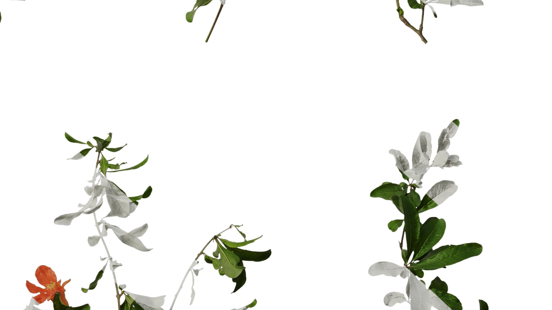 Anydrafts Punica granatum Atlas 19 Texture_6