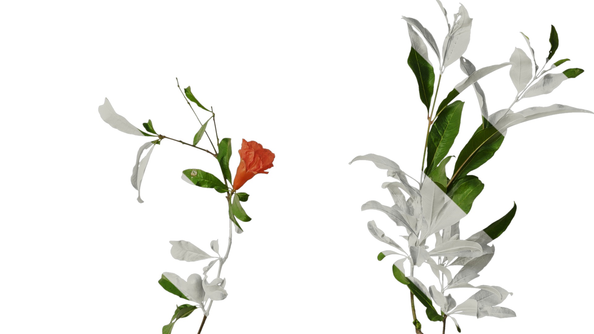 Anydrafts Punica granatum Atlas 19 Texture_4