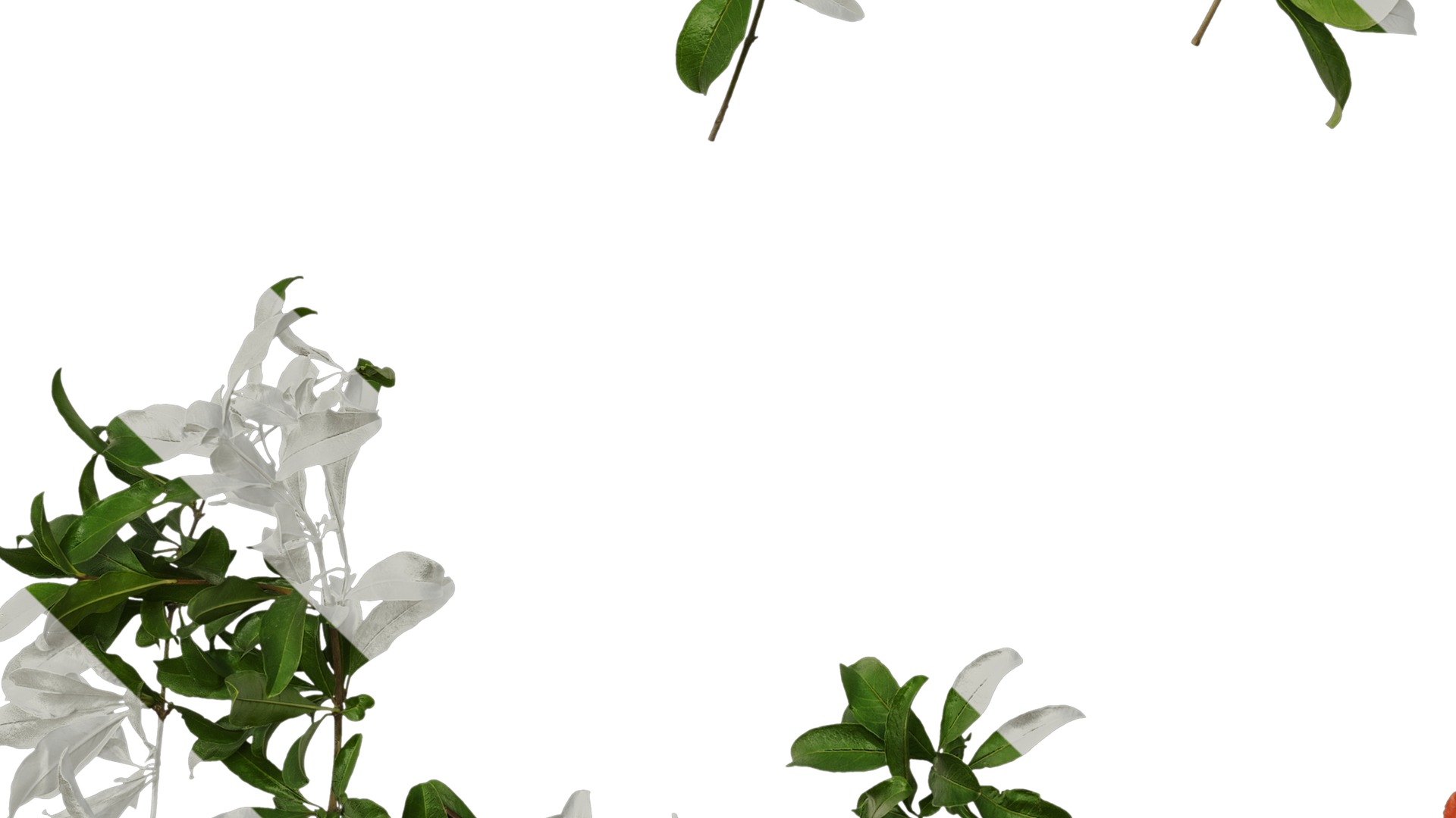 Anydrafts Punica granatum Atlas 19 Texture_5