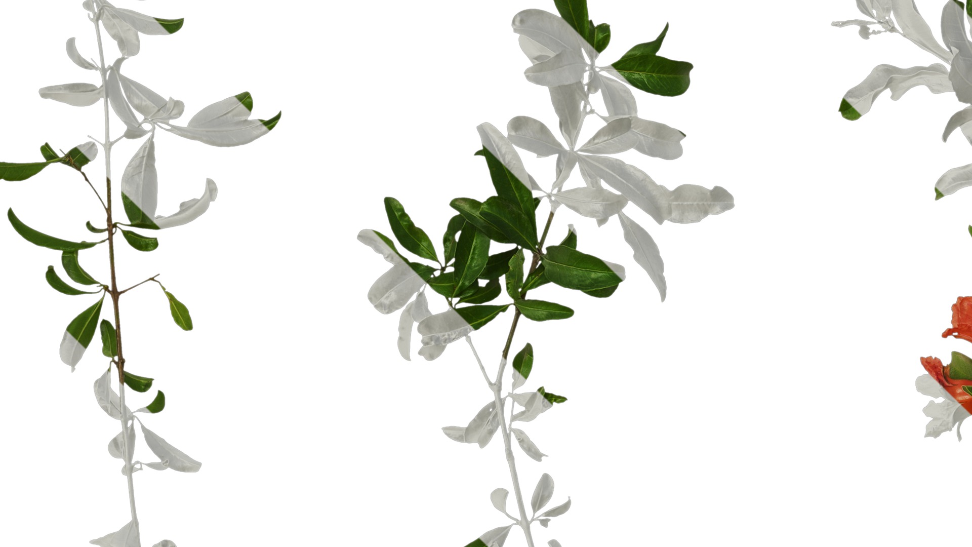 Anydrafts Punica granatum Atlas 19 Texture_1