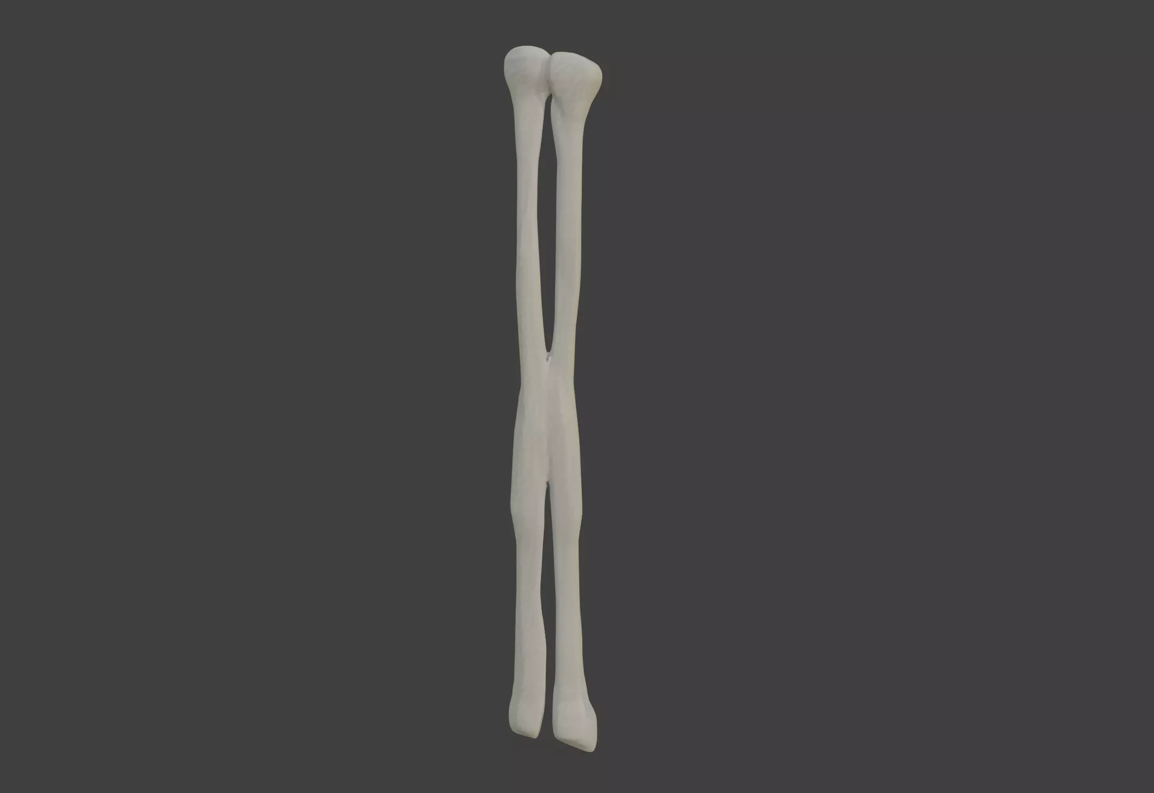 3D Model of Fibula Bone 3D print model_0