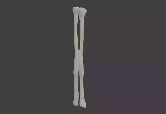 3D Model of Fibula Bone