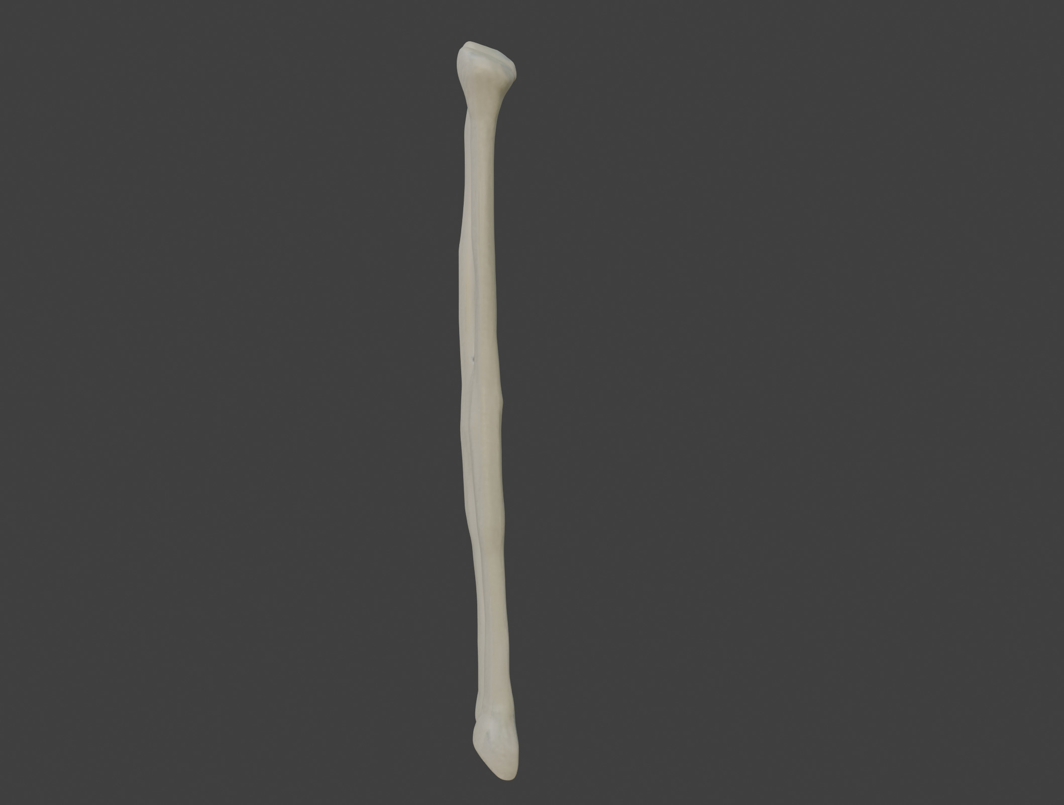 3D Model of Fibula Bone 3D print model_1
