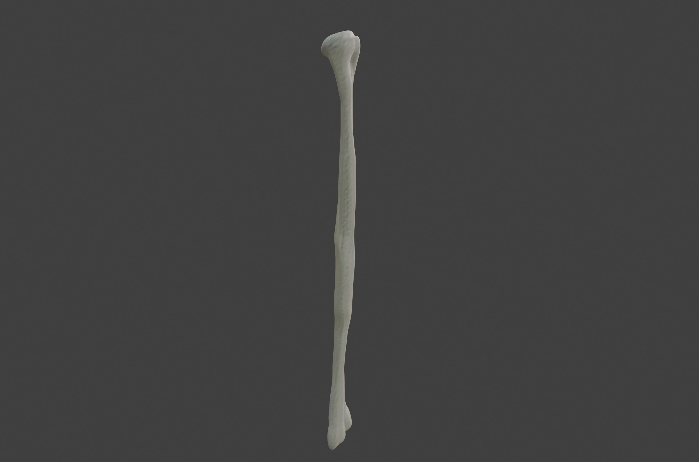 3D Model of Fibula Bone 3D print model_3