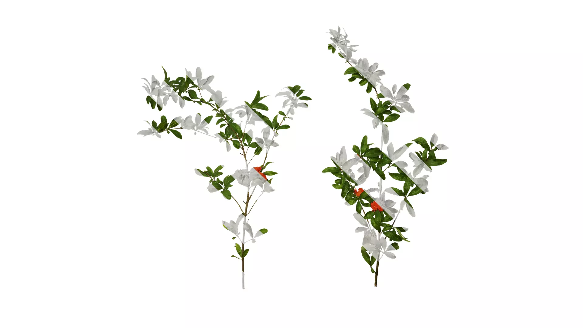 Anydrafts Punica granatum Atlas 22 Texture_0