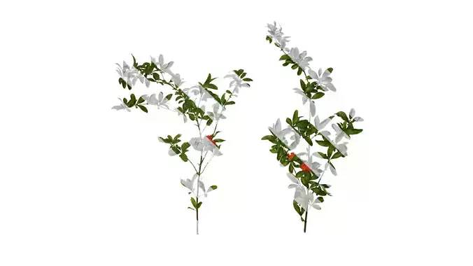 Anydrafts Punica granatum Atlas 22