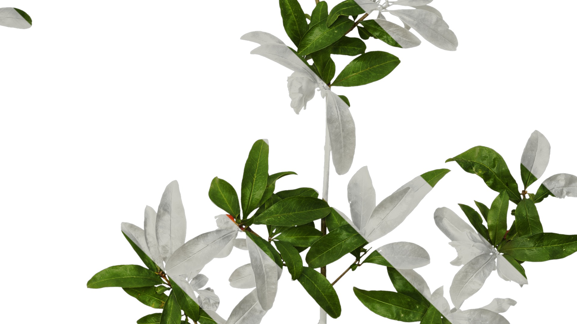 Anydrafts Punica granatum Atlas 22 Texture_4