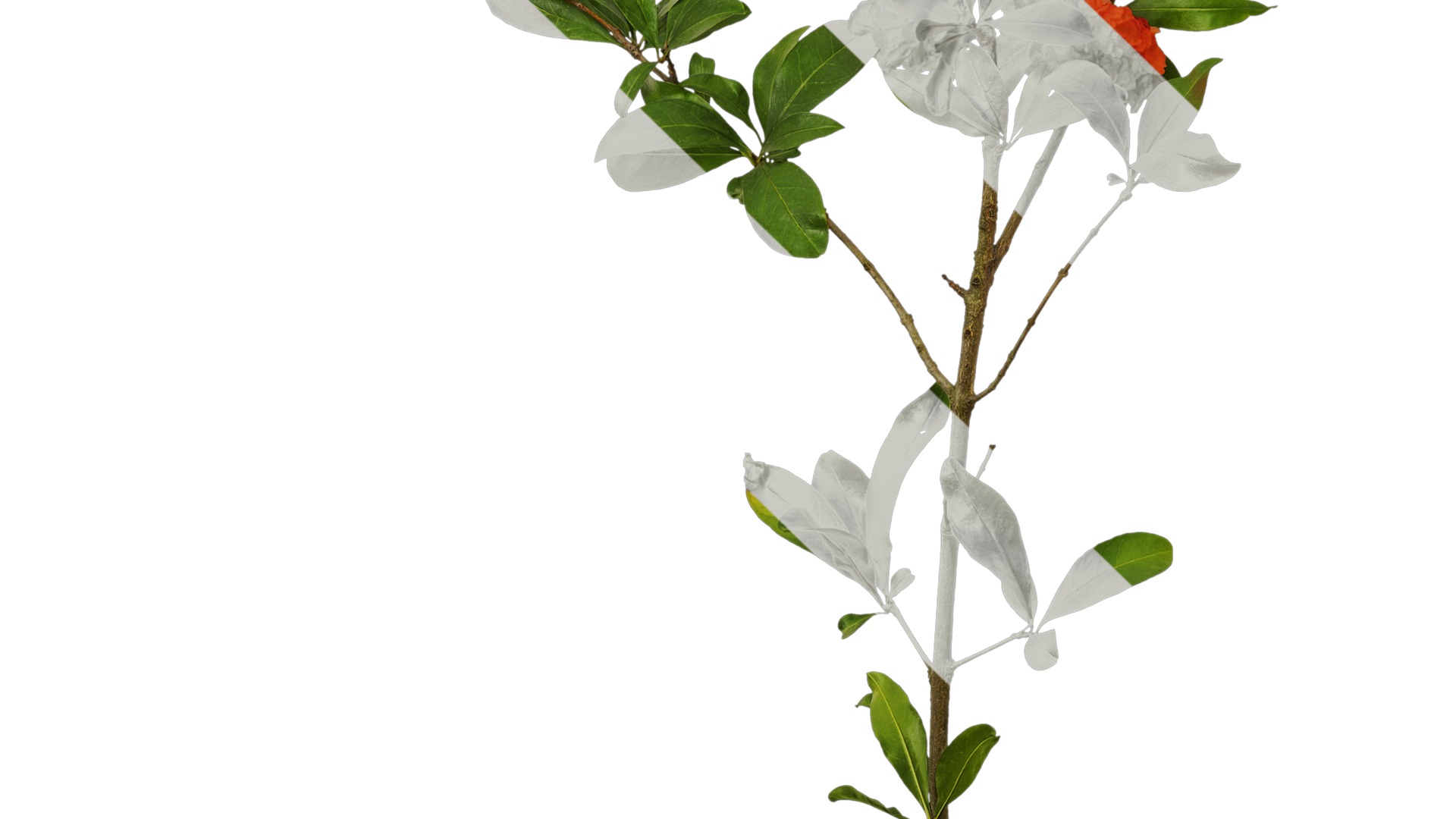 Anydrafts Punica granatum Atlas 22 Texture_5