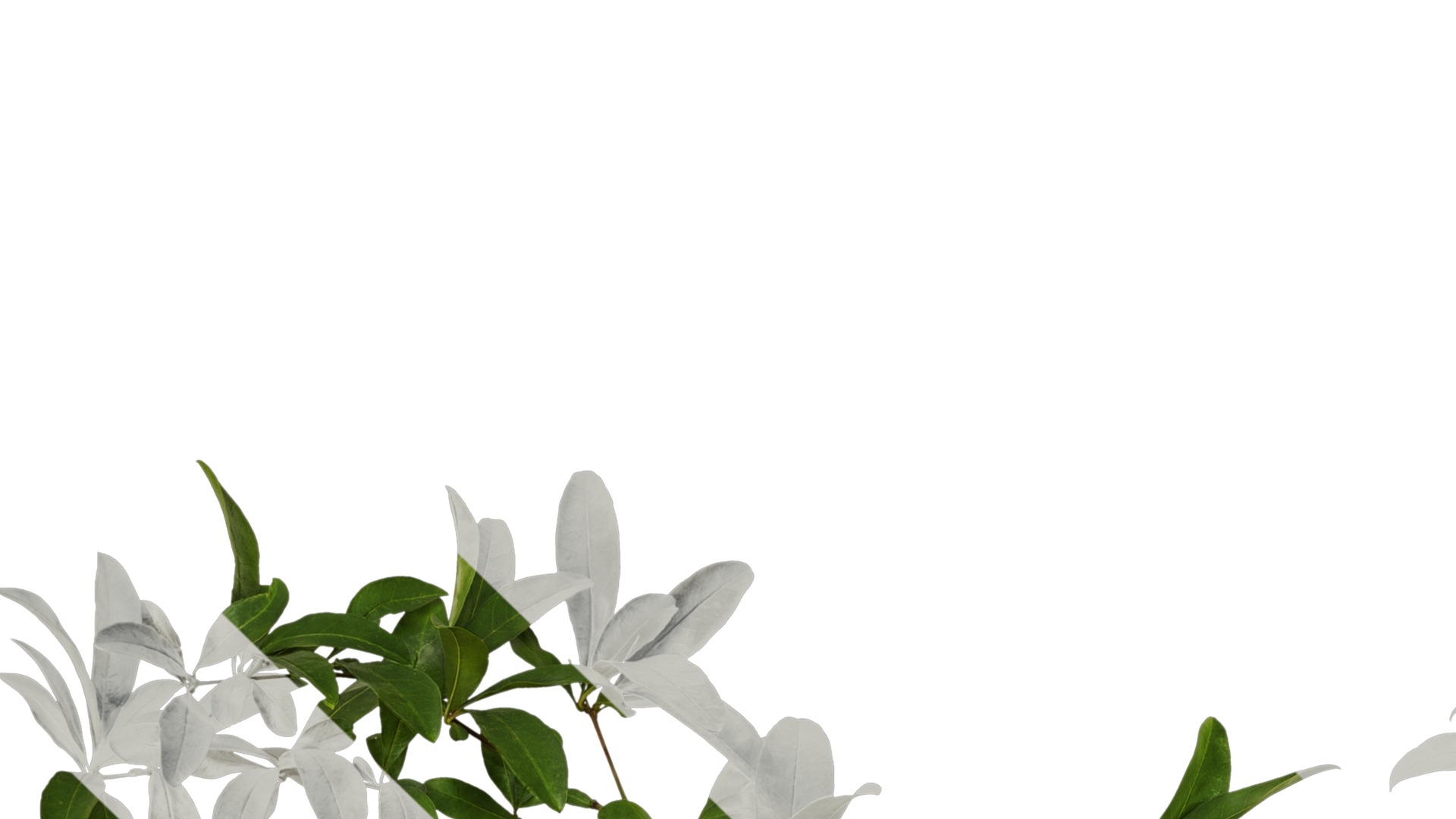 Anydrafts Punica granatum Atlas 22 Texture_1