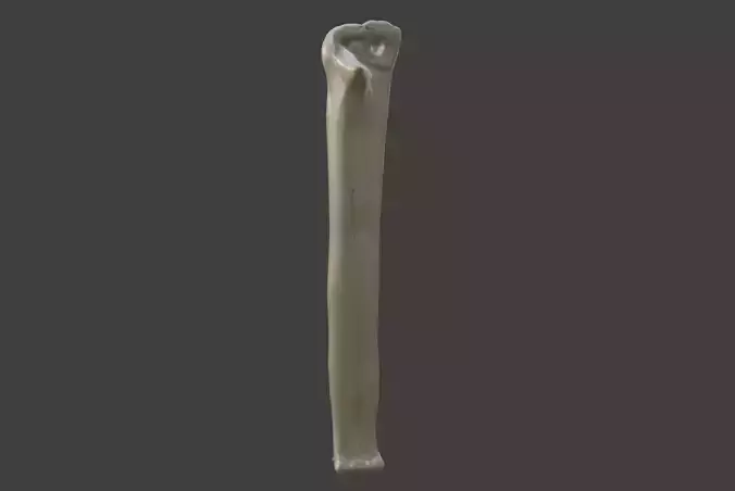 3D Model of Ulna Bone