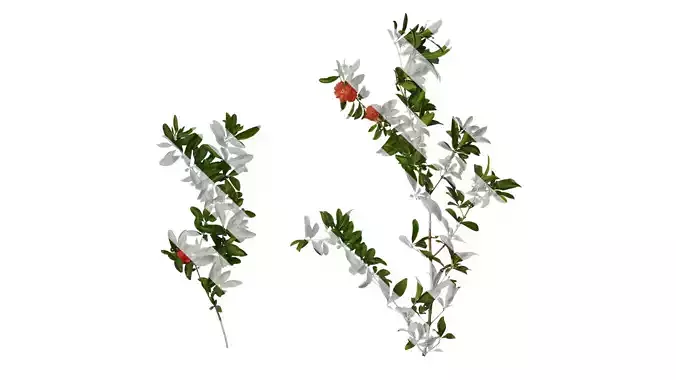 Anydrafts Punica granatum Atlas 23