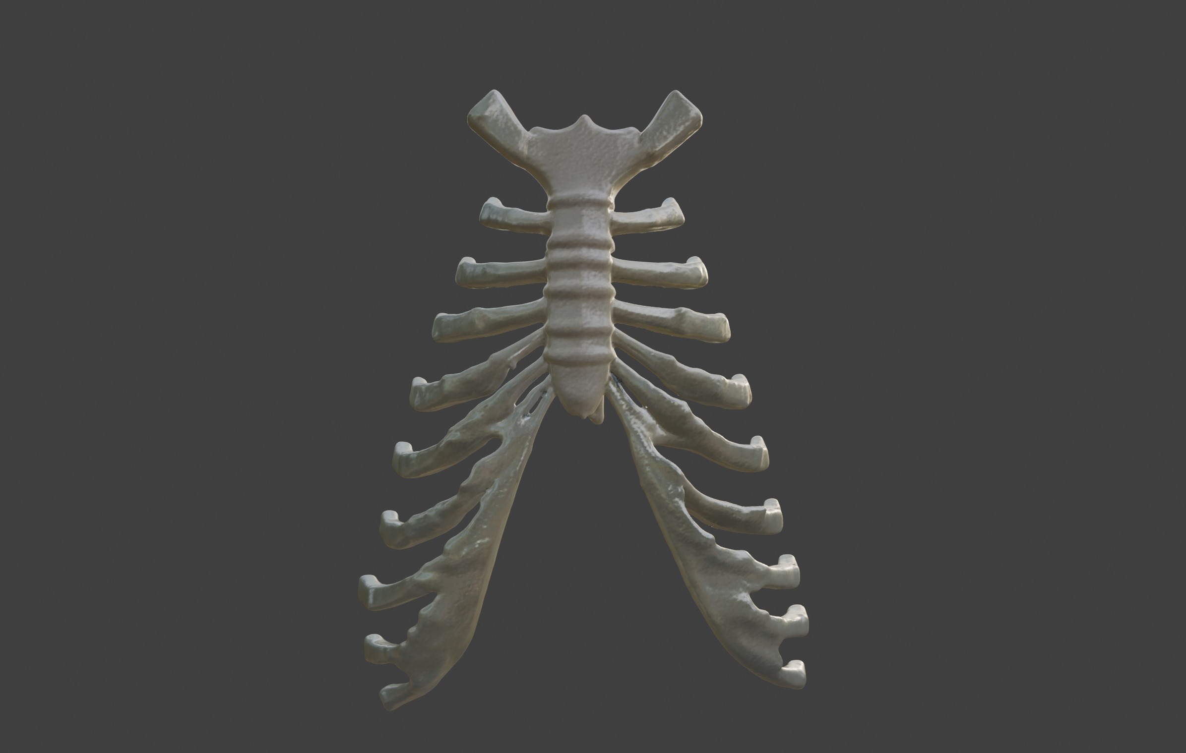  3D Model of Sternum Bone with Cartilage 3D print model_7