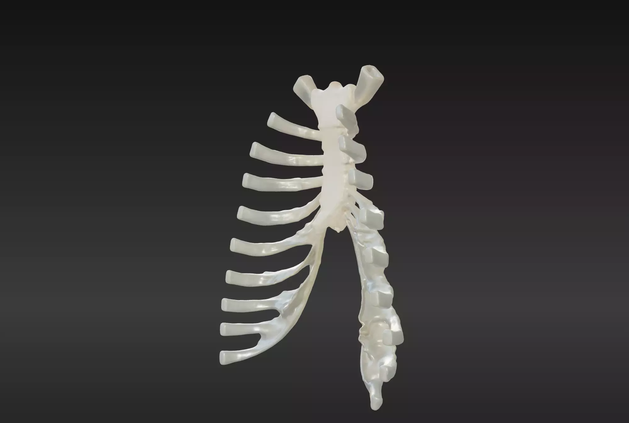 3D Model of Sternum Bone with Cartilage 3D print model_0