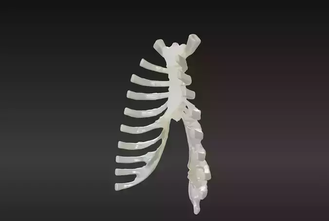  3D Model of Sternum Bone with Cartilage 3D print model