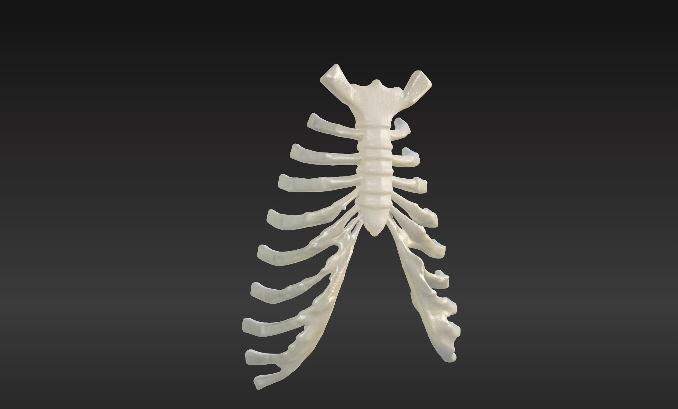  3D Model of Sternum Bone with Cartilage 3D print model_2