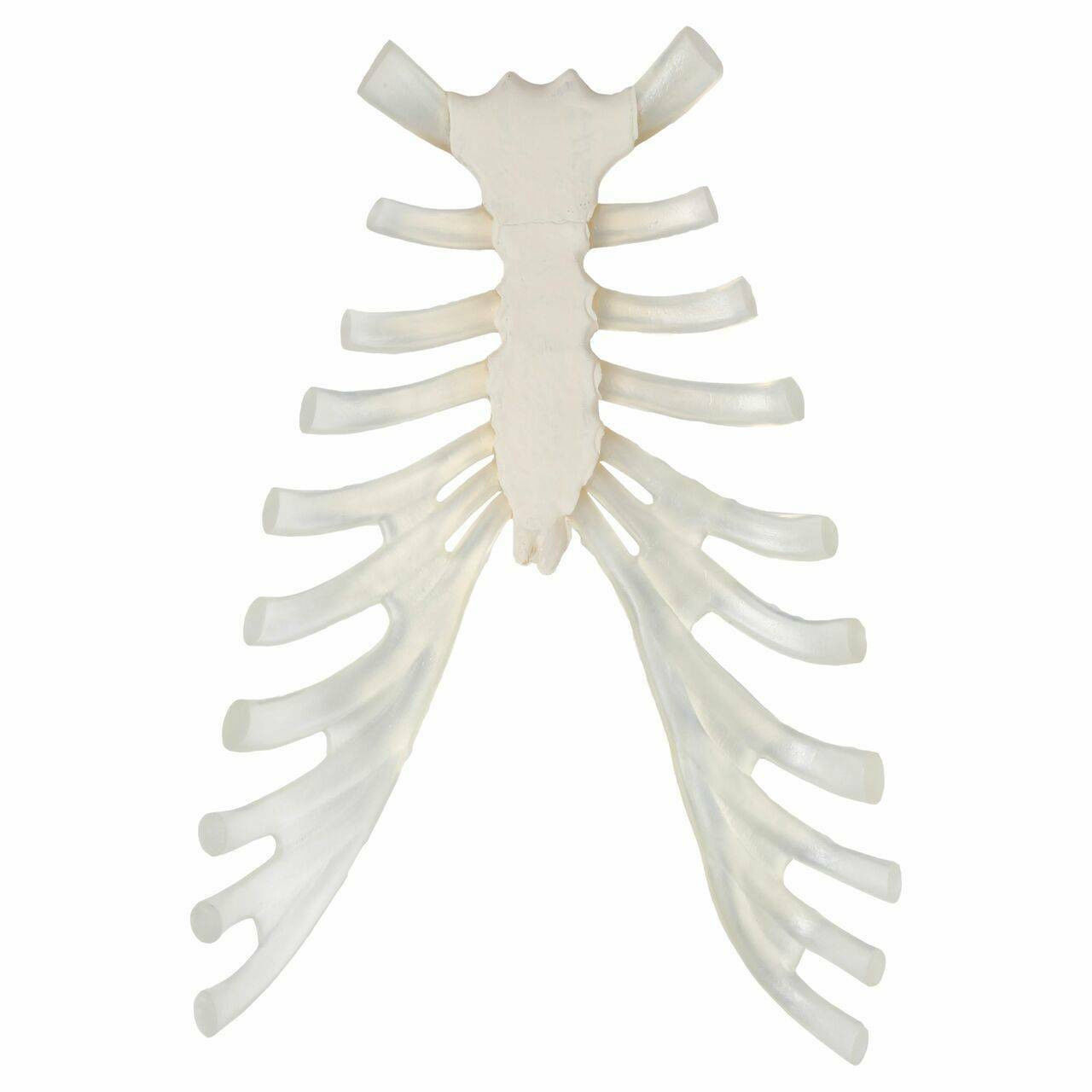  3D Model of Sternum Bone with Cartilage 3D print model_9