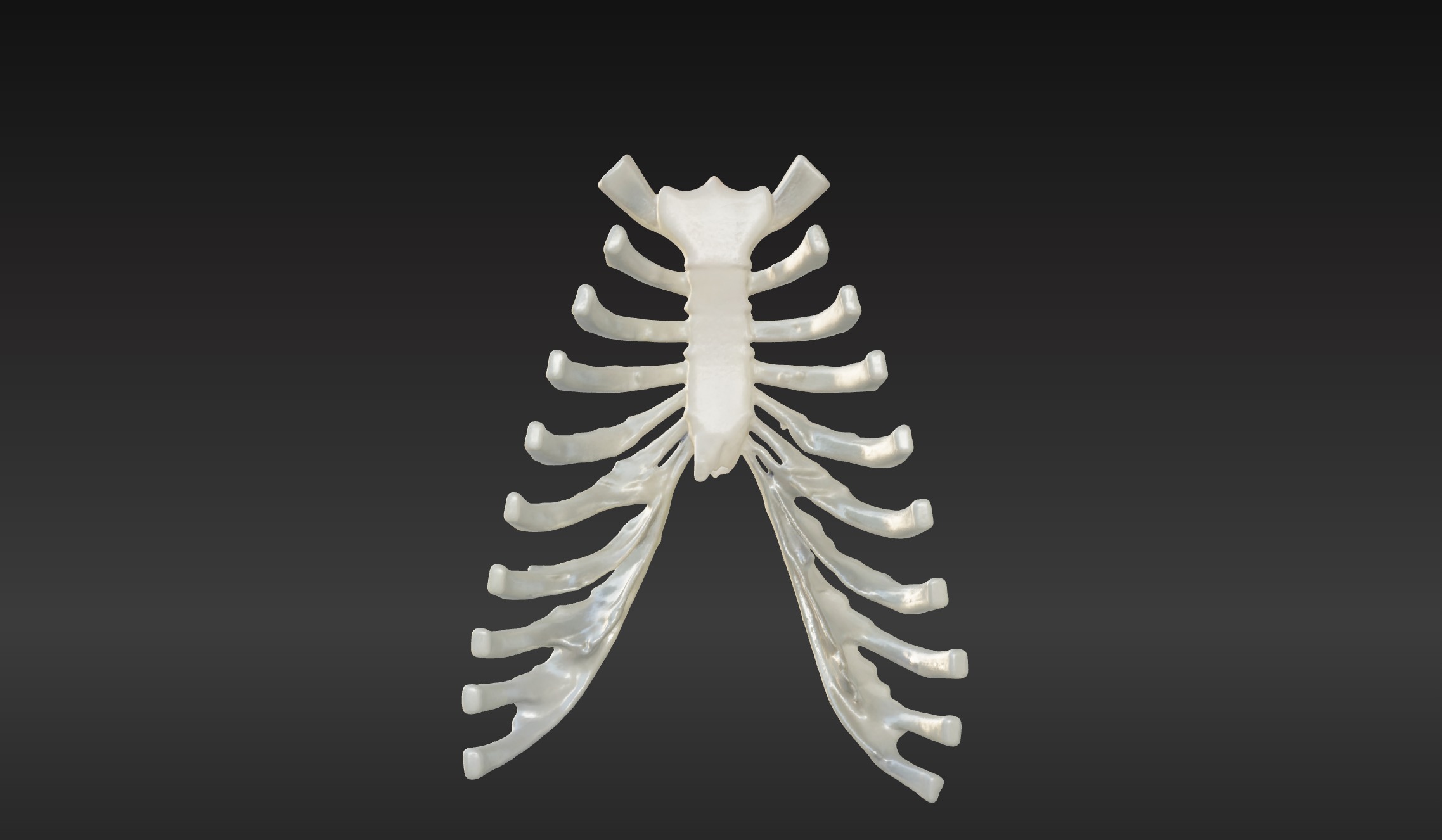  3D Model of Sternum Bone with Cartilage 3D print model_1