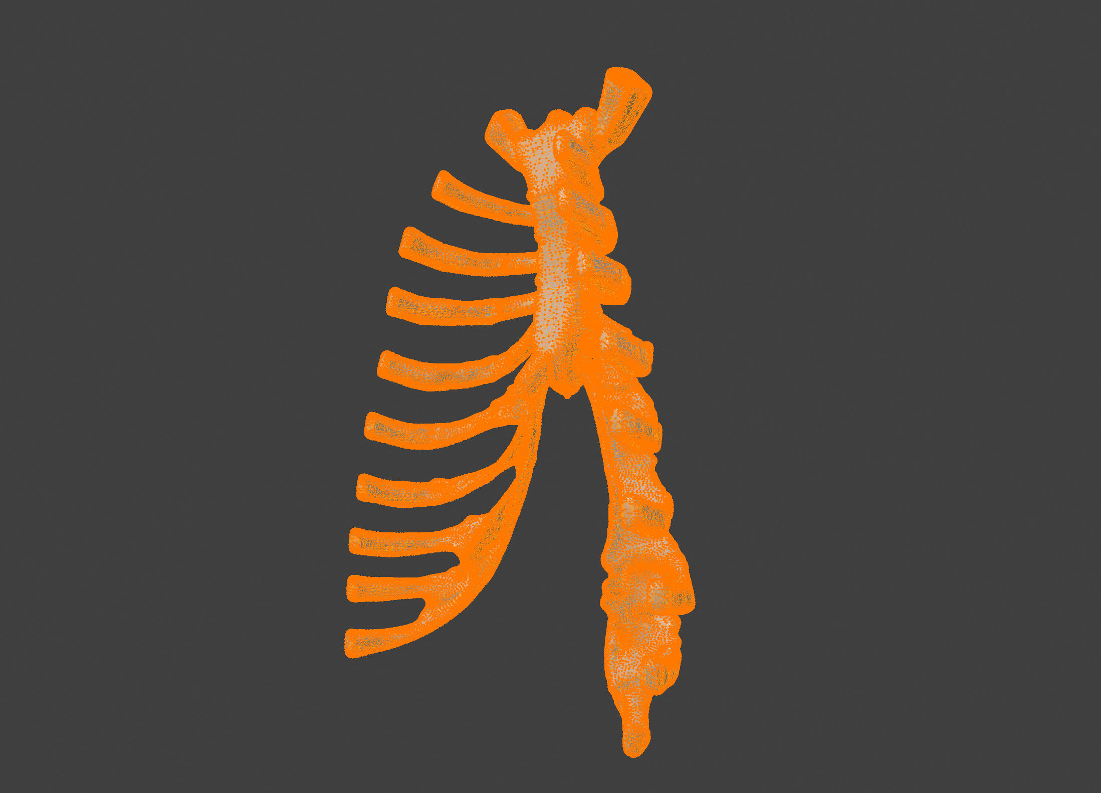  3D Model of Sternum Bone with Cartilage 3D print model_12