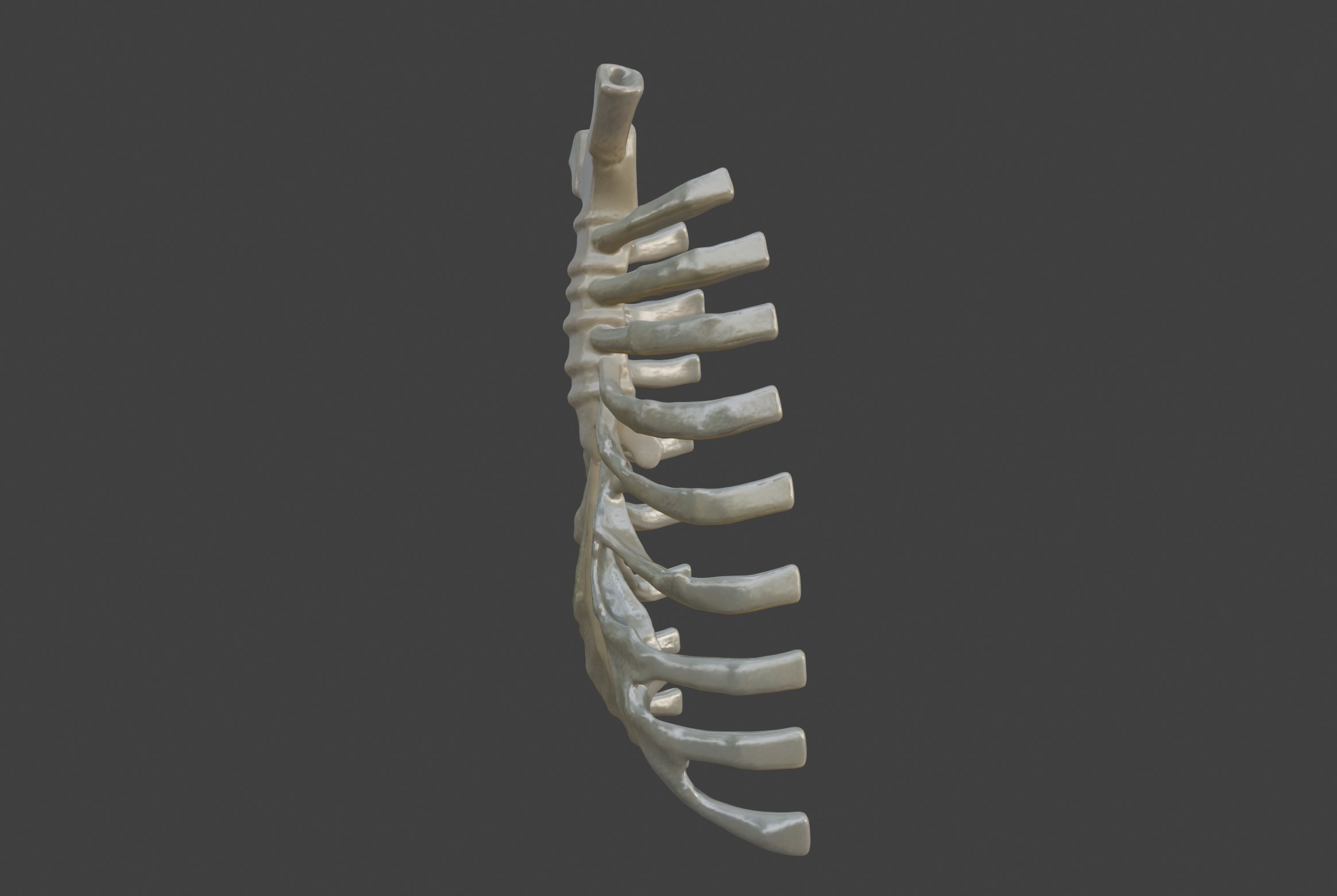  3D Model of Sternum Bone with Cartilage 3D print model_8