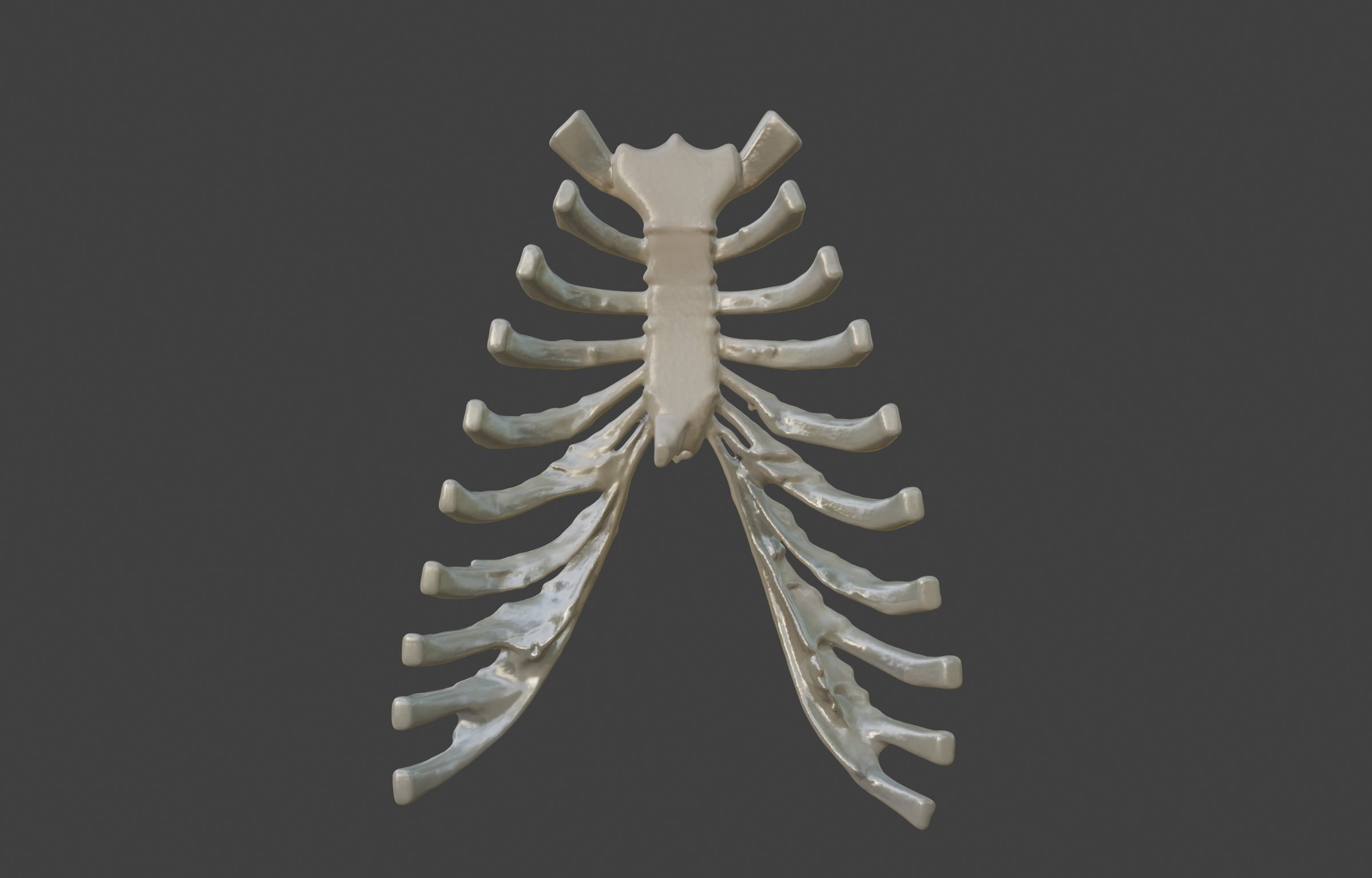  3D Model of Sternum Bone with Cartilage 3D print model_6