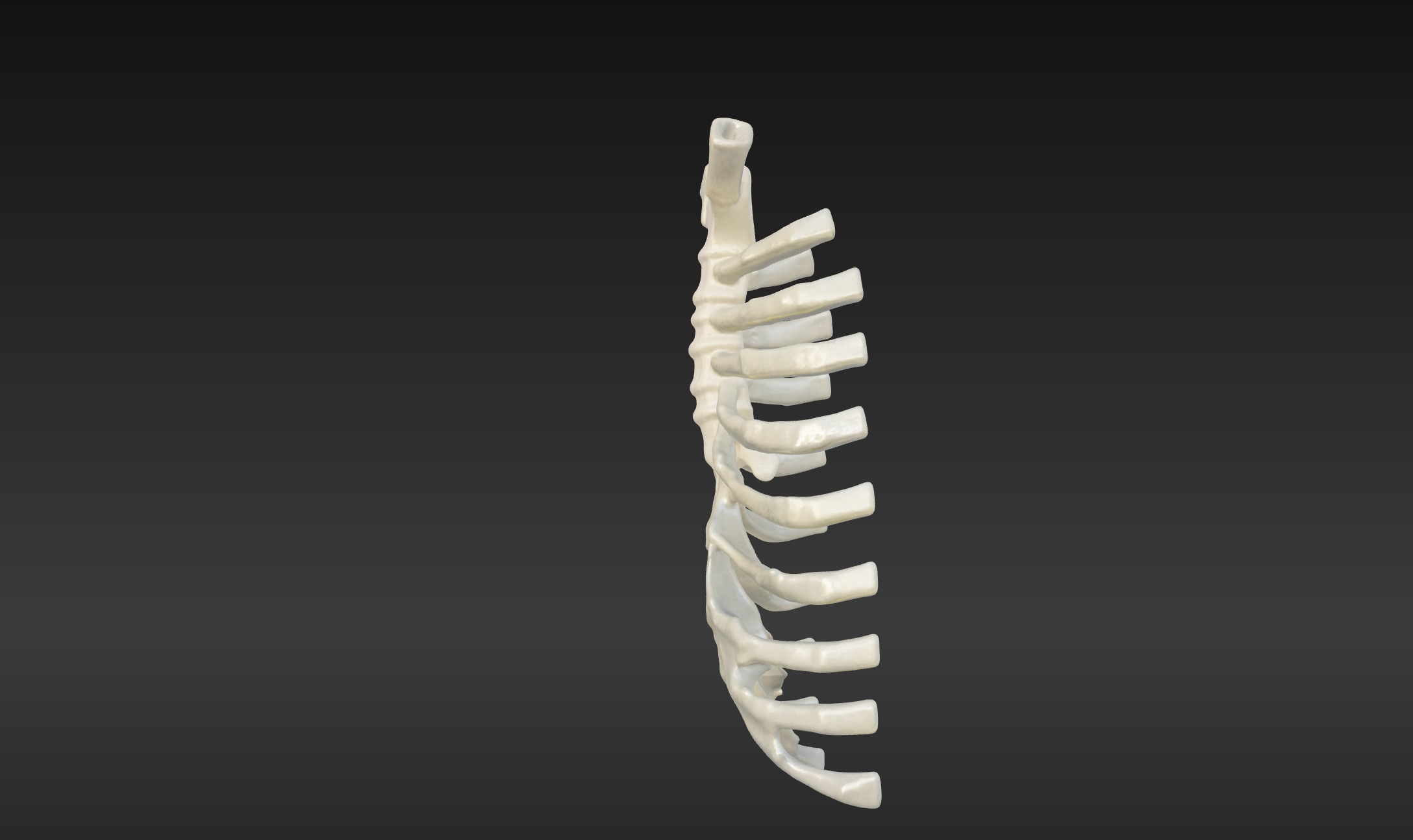  3D Model of Sternum Bone with Cartilage 3D print model_4