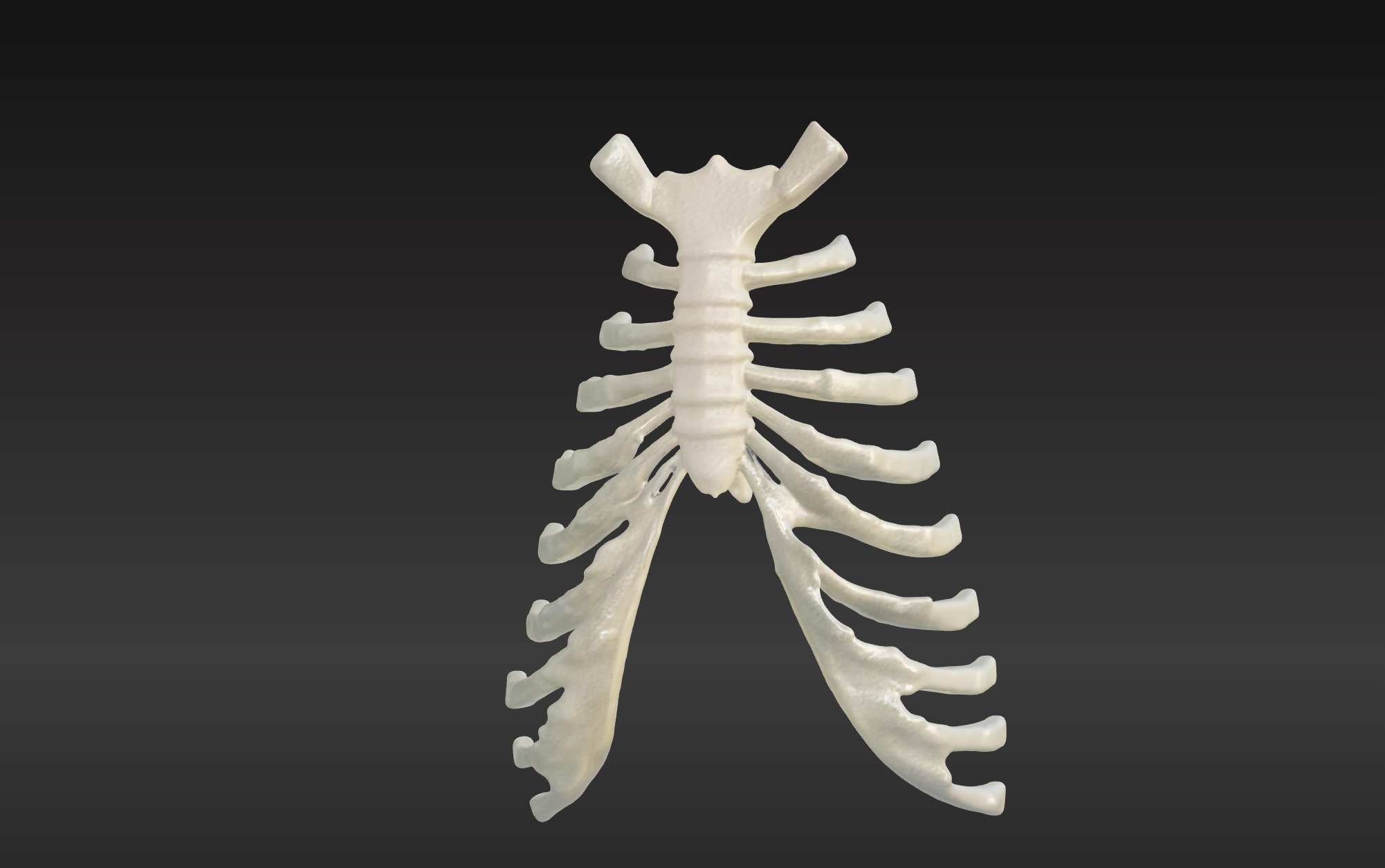  3D Model of Sternum Bone with Cartilage 3D print model_3