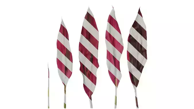 Anydrafts Cordyline fruticosa Leaf 01