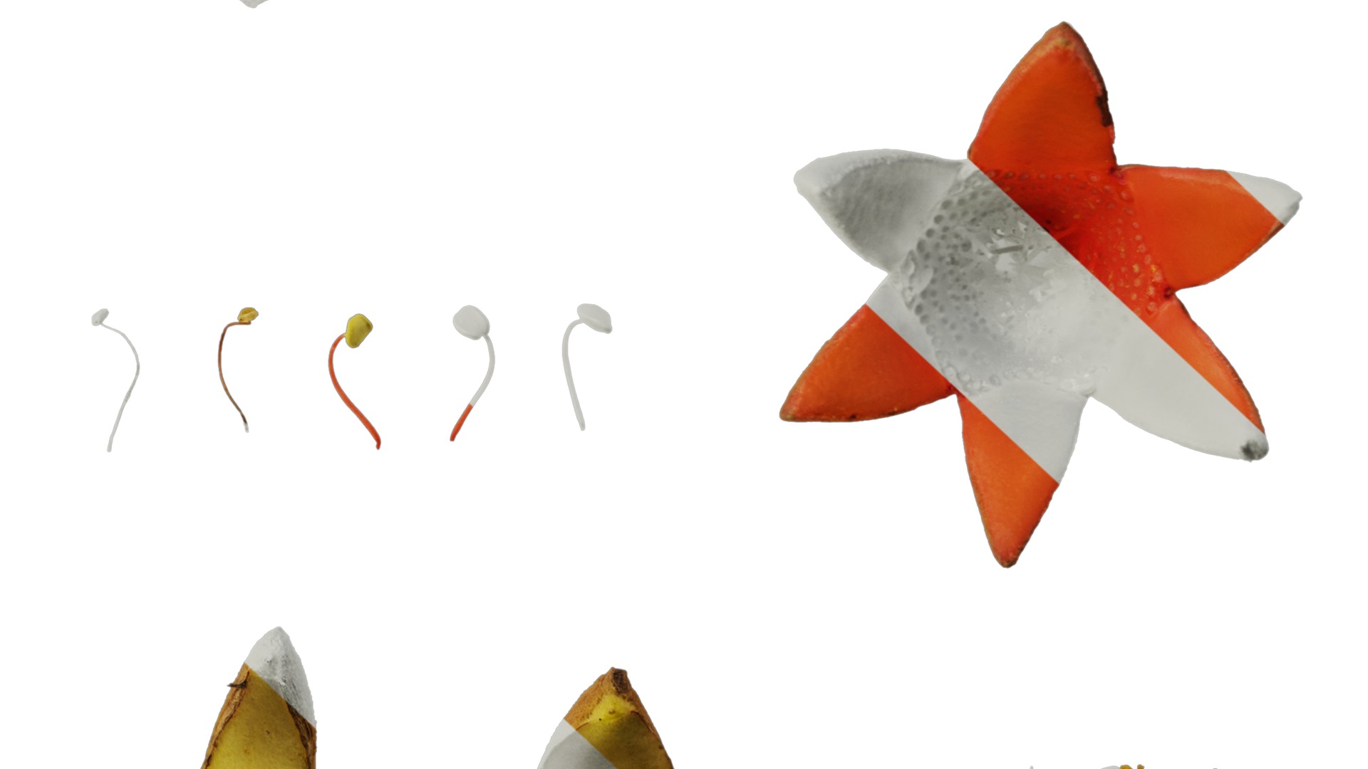 Anydrafts Punica granatum Flower 05 Texture_6